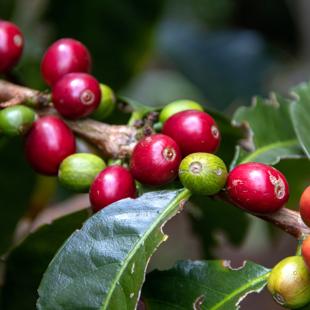 100% colombian coffee bean cherries
