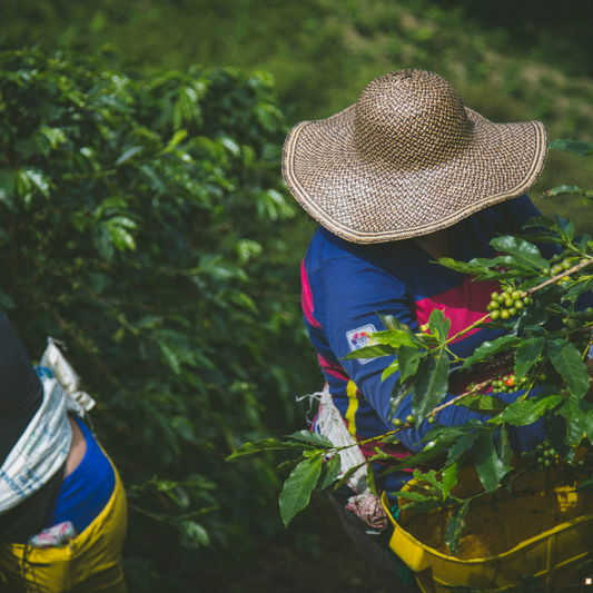Blue Mountain Jamaican Coffee farm harvest