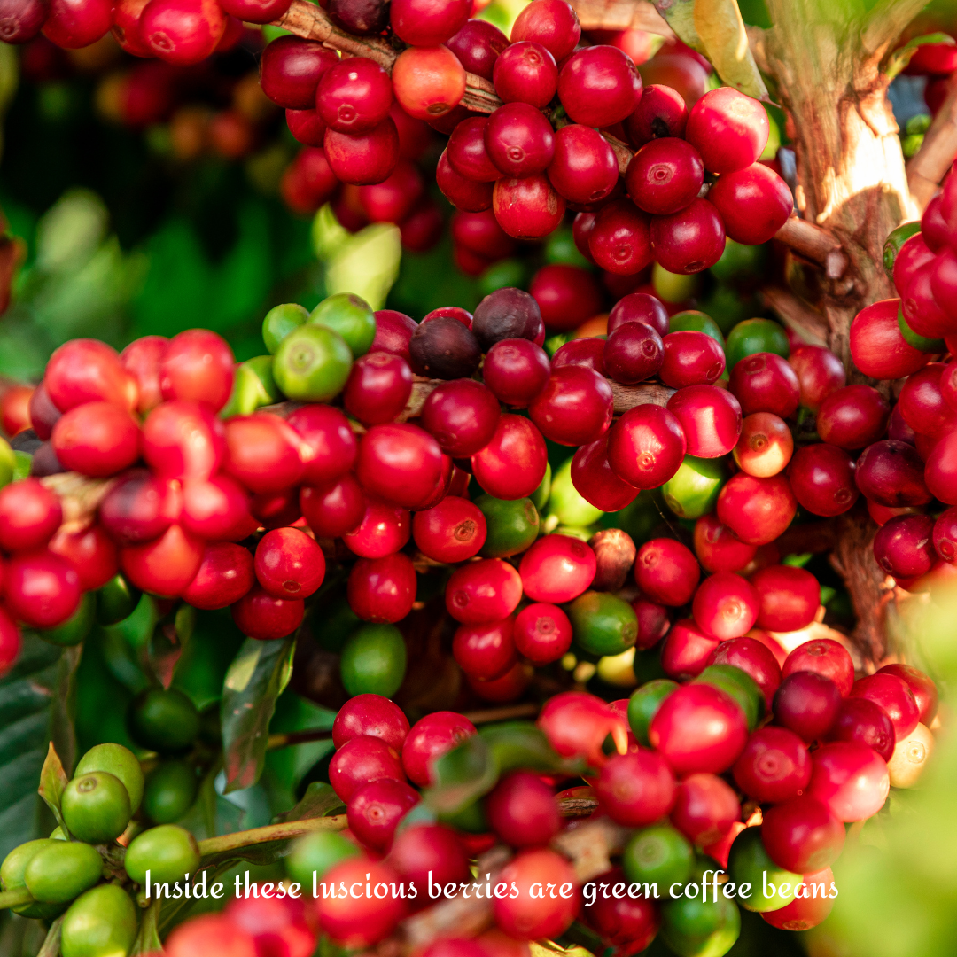 Coffee plant plump cherries