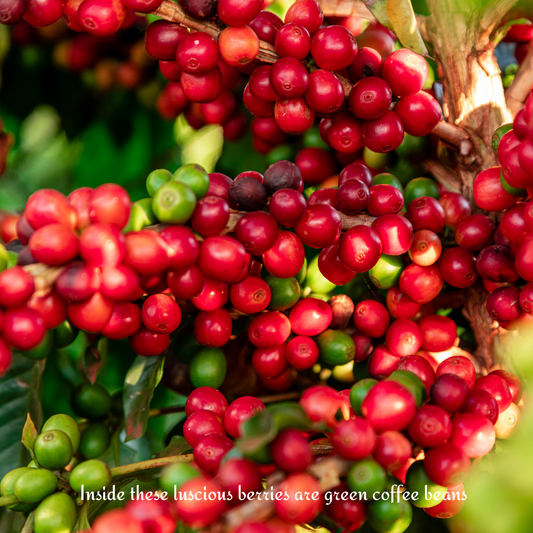 Coffee plant plump cherries