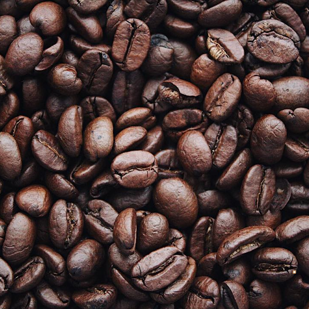 blue mountain jamaican coffee bean closeup