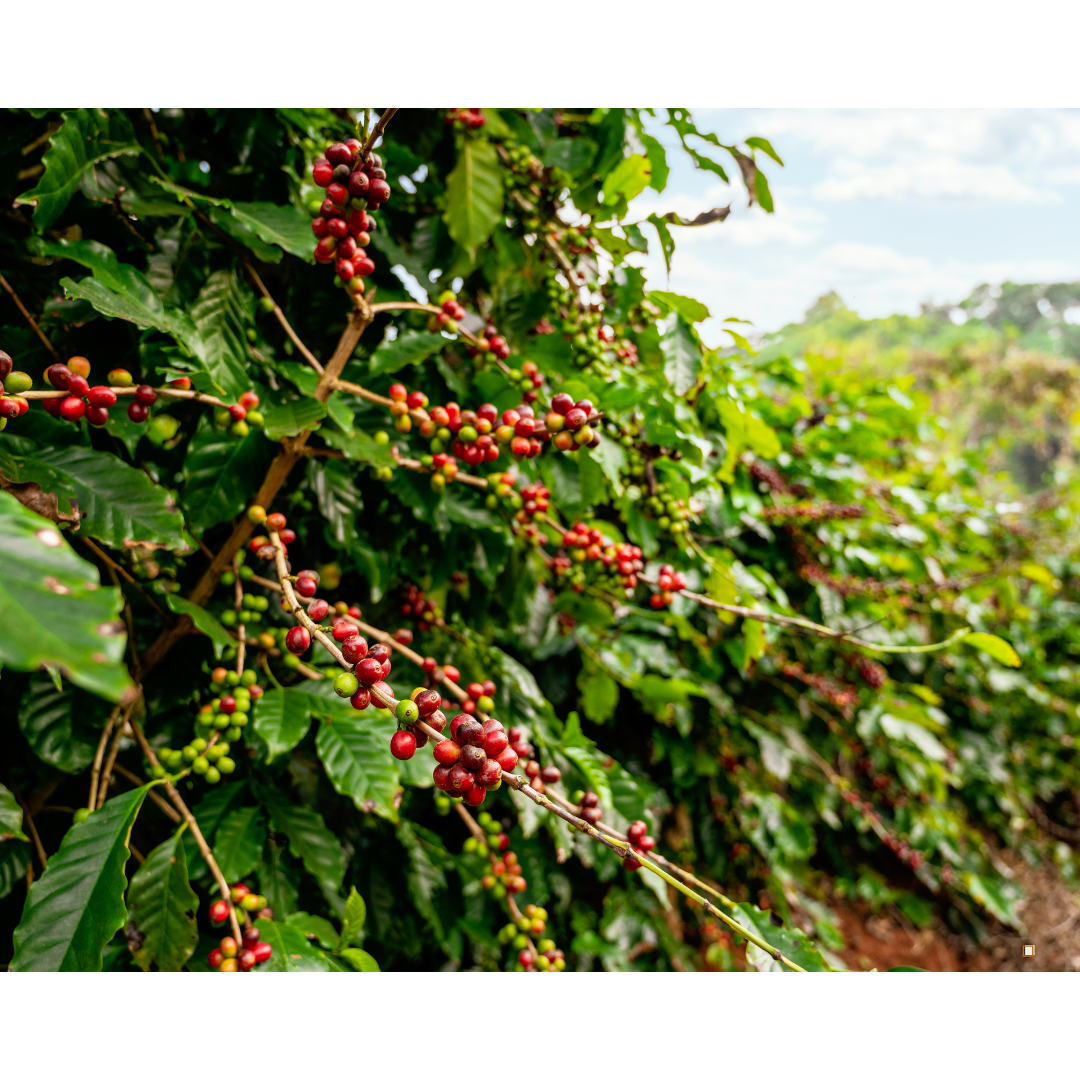 blue mountain jamaican coffee berries on the coffee plant