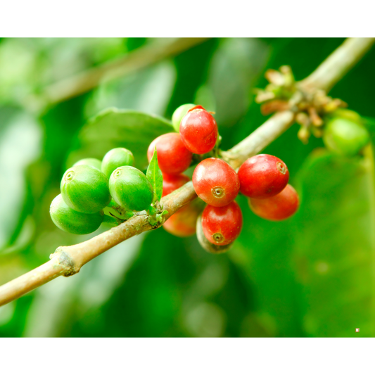 blue mountain jamaican coffee berries on the stem