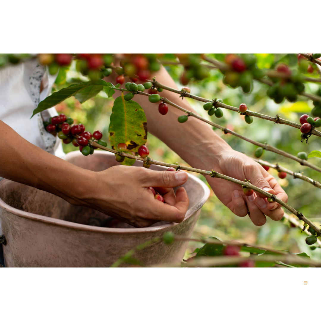 blue mountain jamaican coffee cherry harvest