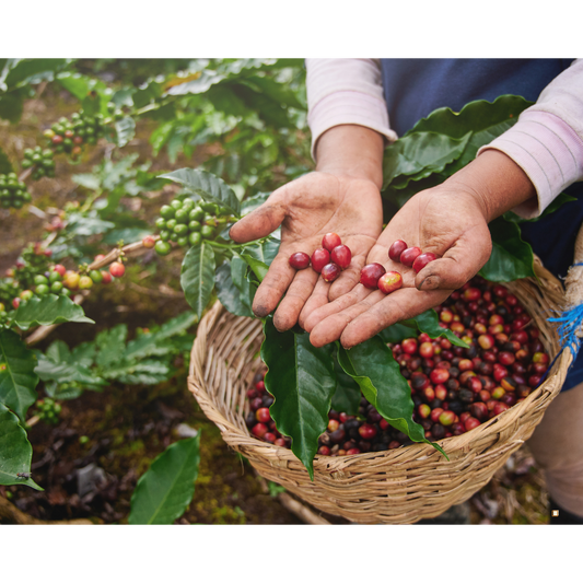 blue mountain jamaican coffee farm cherries in a basket
