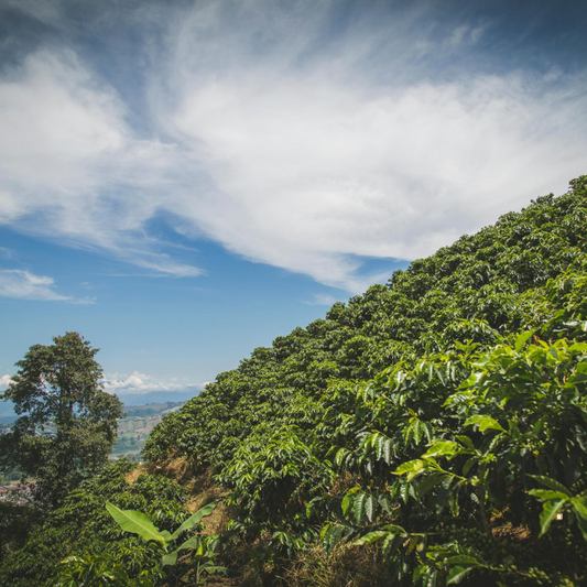 blue mountain jamaican coffee farm hillside