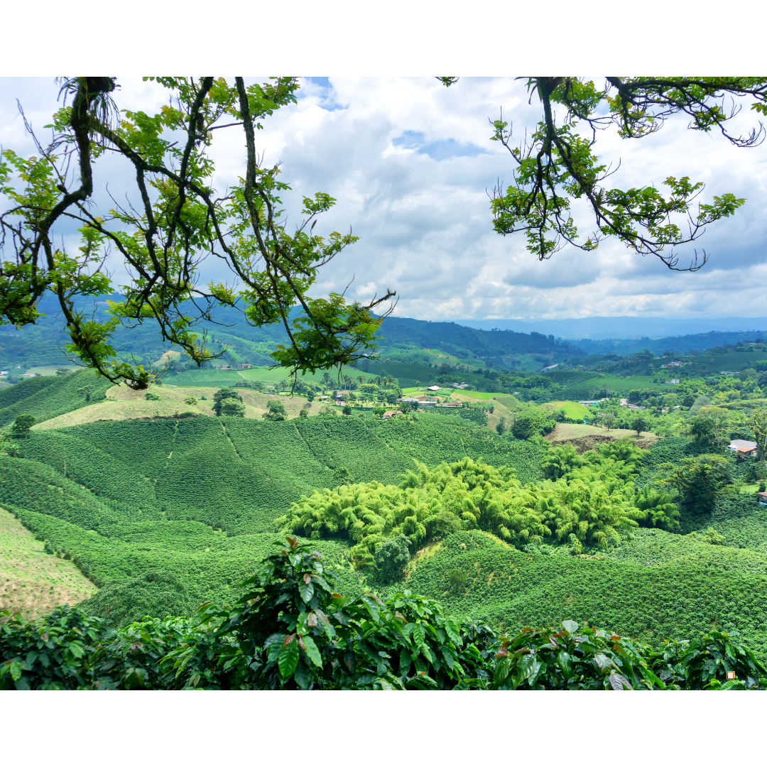 blue mountain jamaican coffee farm view