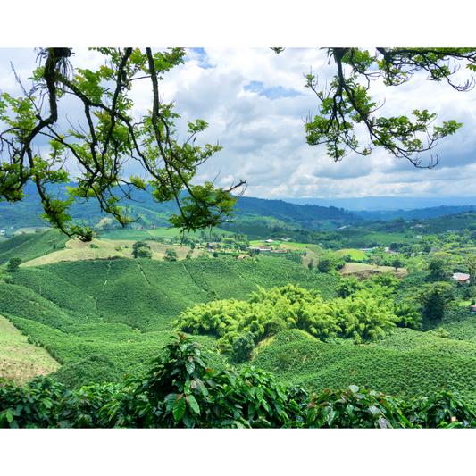 blue mountain jamaican coffee farm view