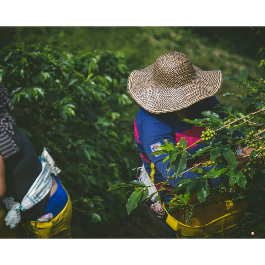 blue mountain jamaican coffee farm workers picking coffee berries