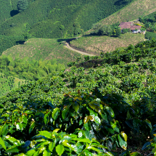 blue mountain jamaican coffee plantation view