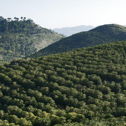 brazilian santos coffee beans farm