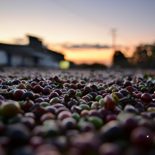 brazilian santos coffee beans natural processing