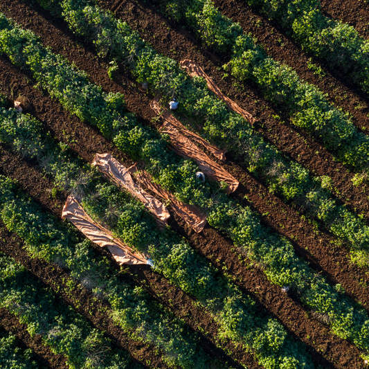 brazilian santos coffee beans rows of plants