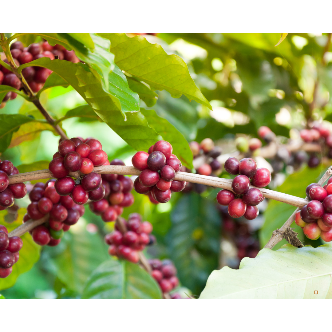 ethiopian yirgacheffe coffee bean cherries loaded on a stem