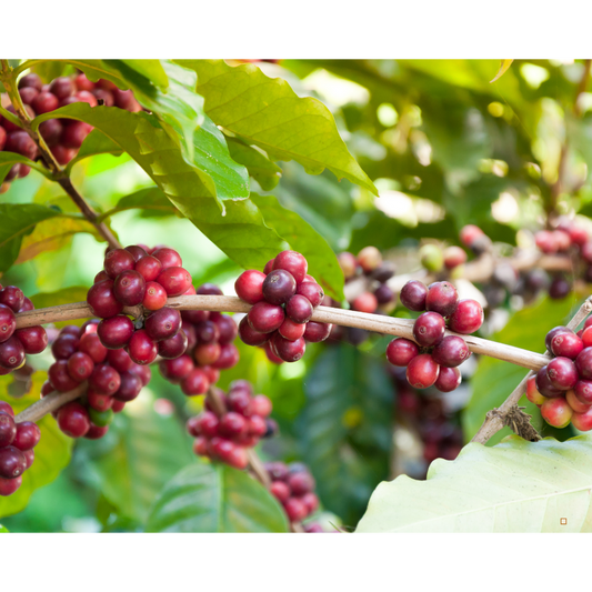 ethiopian yirgacheffe coffee bean cherries loaded on a stem