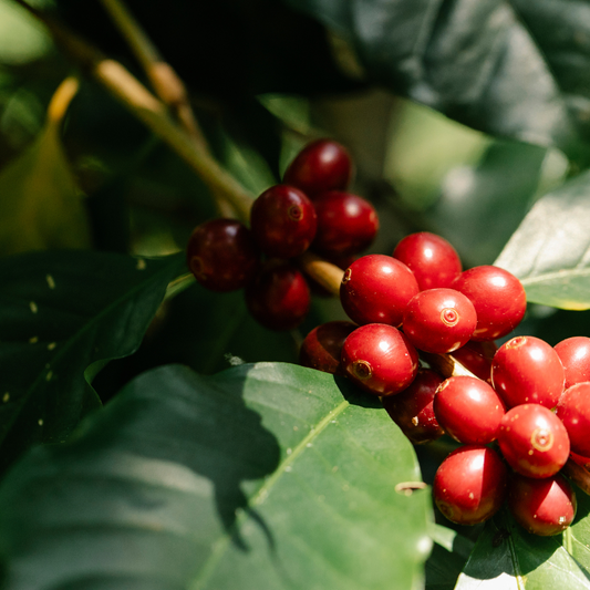 ethiopian yirgacheffe coffee cherries on the stem