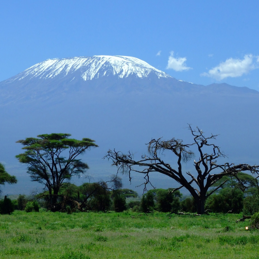 ethiopian yirgacheffe coffee grown at high altitudes