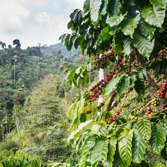 ethiopian yirgacheffe coffee plants with berries