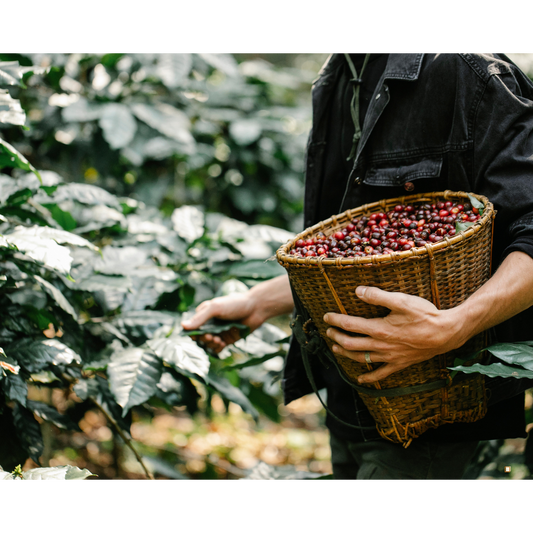 fresh picked tanzanian peaberry coffee cherries in a basket