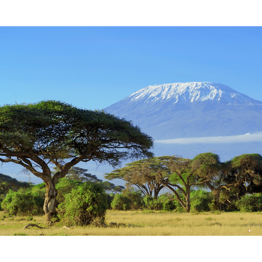 fresh roasted tanzanian peaberry coffee festaval at kilimanjaro