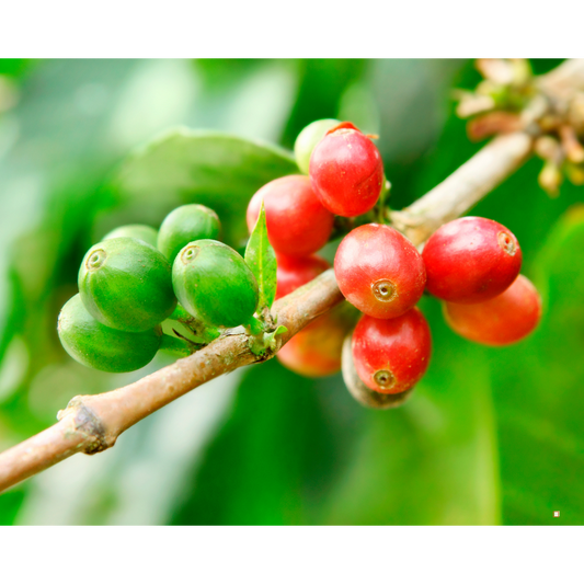 red blue mountain jamaican coffee berries on the stem