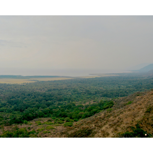 tanzanian peaberry coffee at the base of a mountain