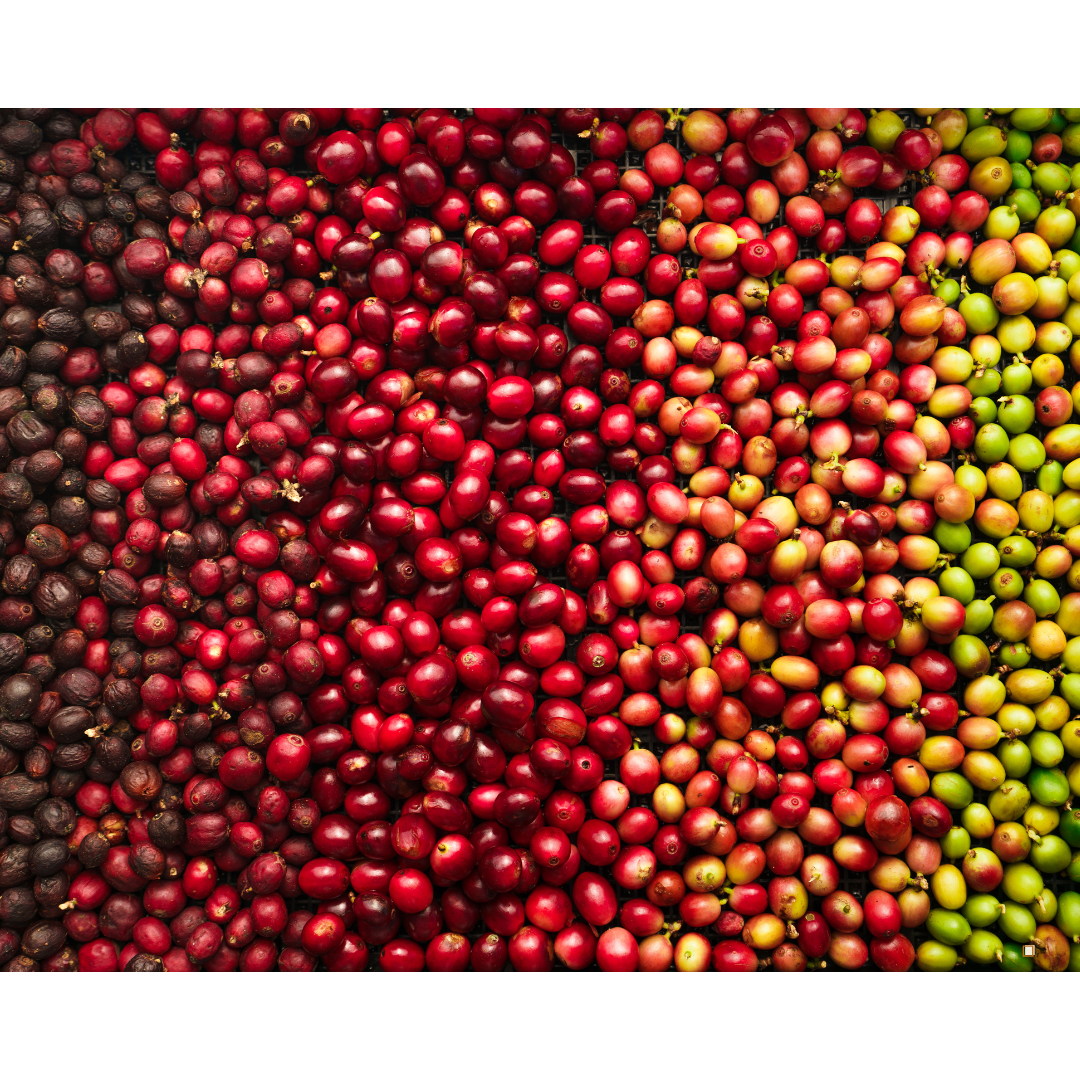 tanzanian peaberry coffee beans in cherry form in a box