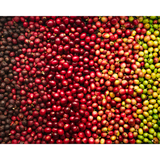tanzanian peaberry coffee beans in cherry form in a box