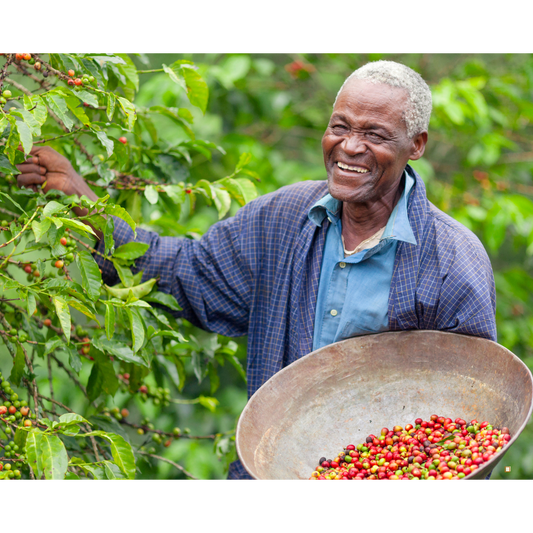 tanzanian peaberry coffee farmer