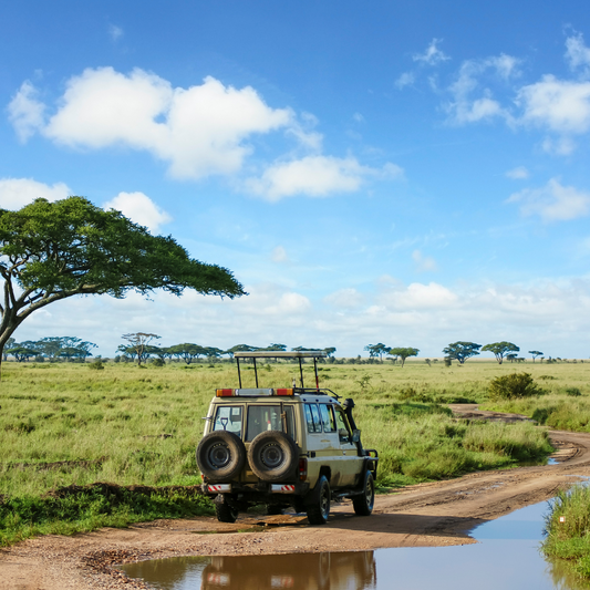 tanzanian peaberry coffee plains