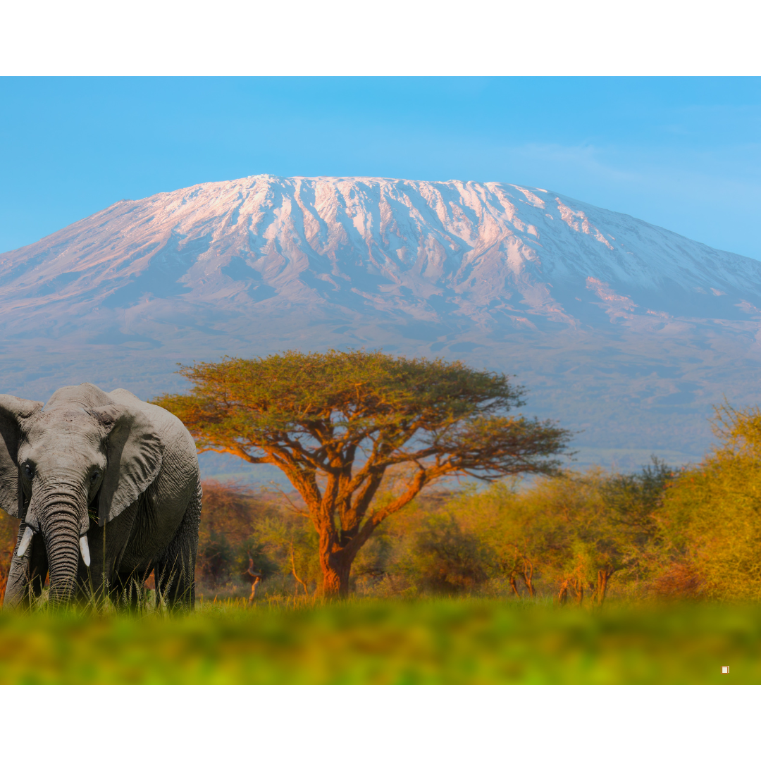 tanzanian peaberry coffee with mount kil