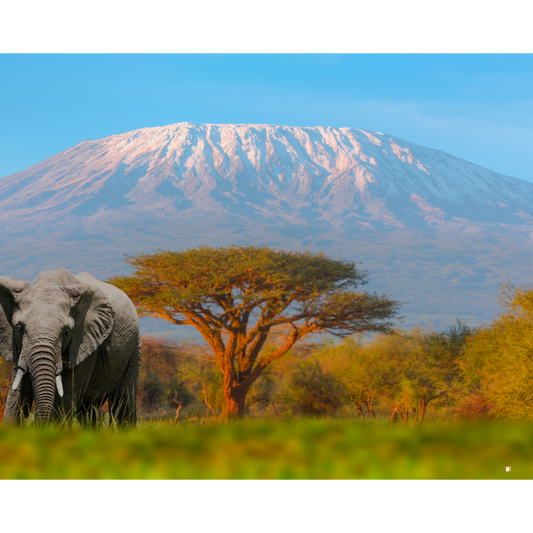 tanzanian peaberry coffee with mount kil