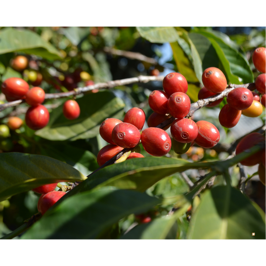 whole ethiopian yirgacheffe coffee cherries on the plant