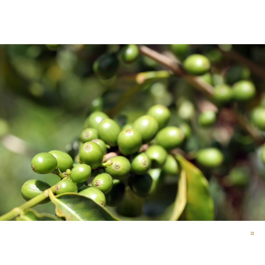 Blue Mountain Jamaican Coffee Beans