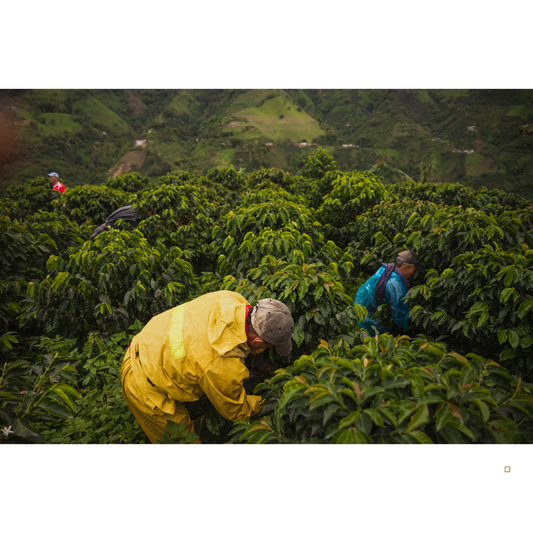 Jamaican Blue Mountain Coffee Farming