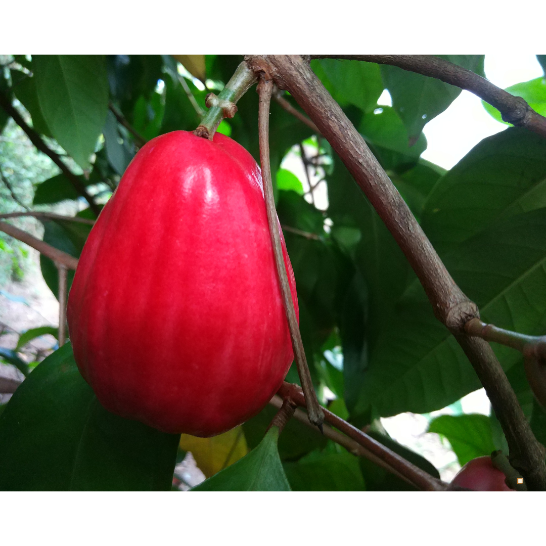 blue mountain jamaican coffee berry plant