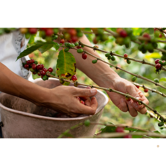 blue mountain jamaican coffee cherry harvest