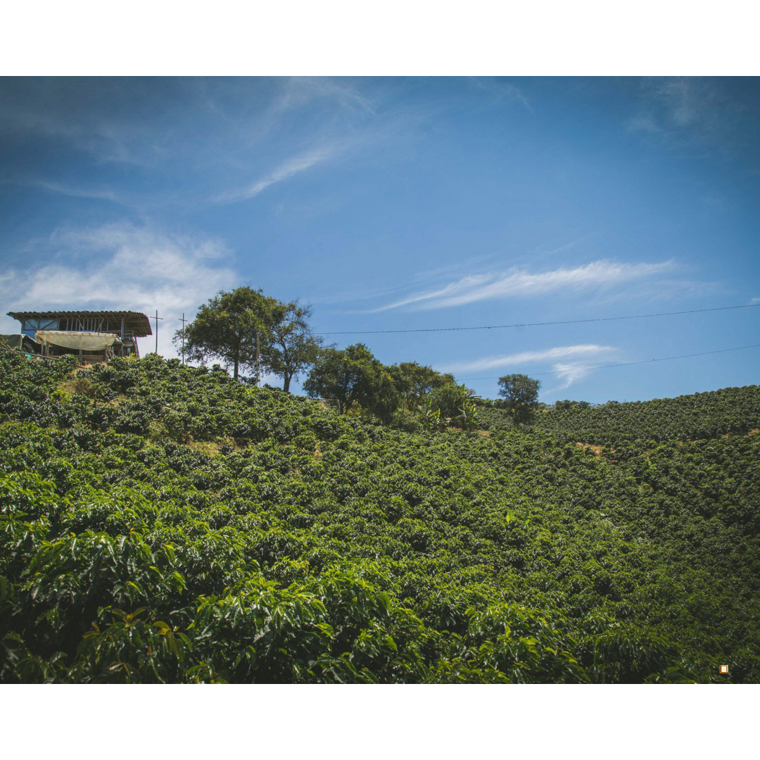 blue mountain jamaican coffee farm and blue sky
