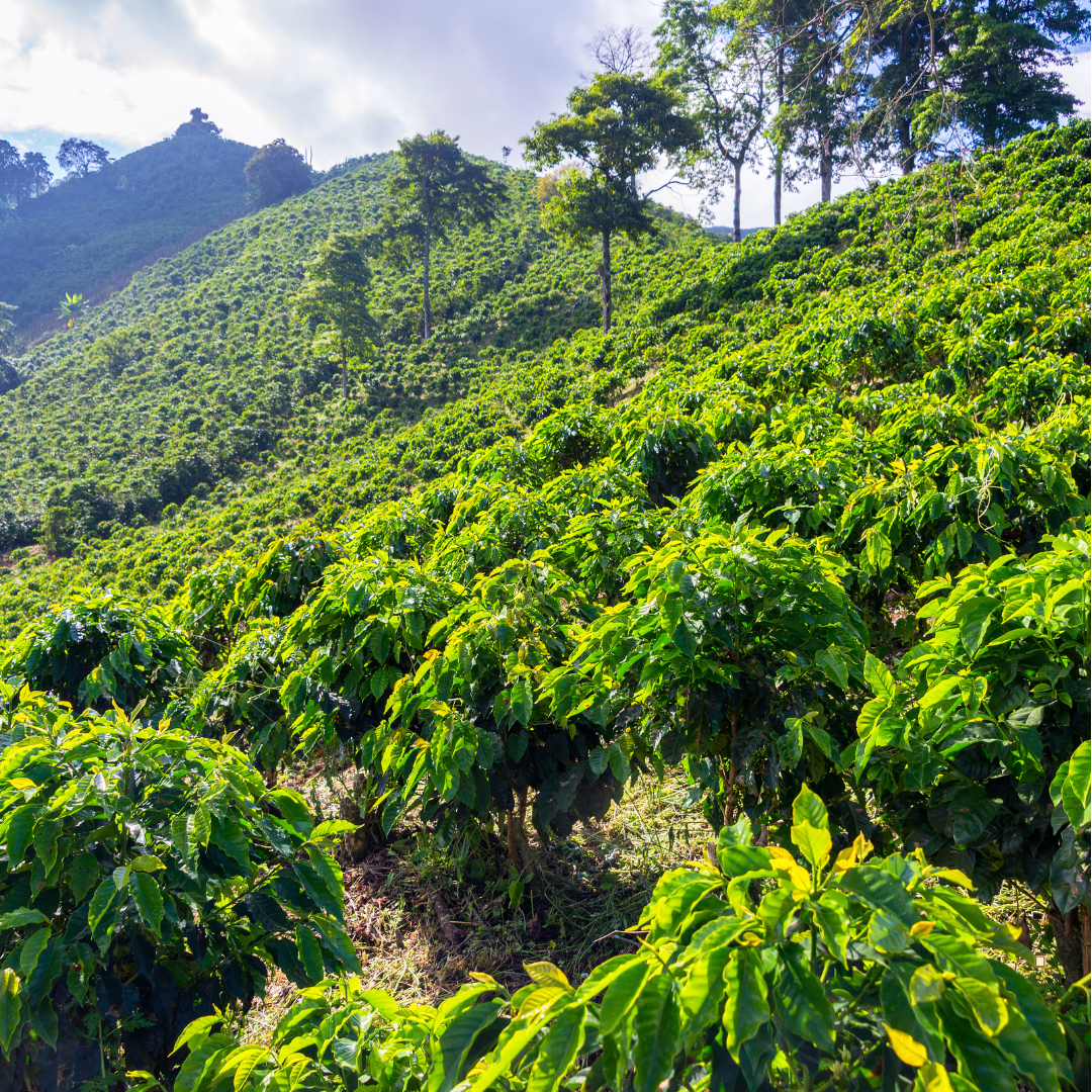 blue mountain jamaican coffee farm hillside with clouds