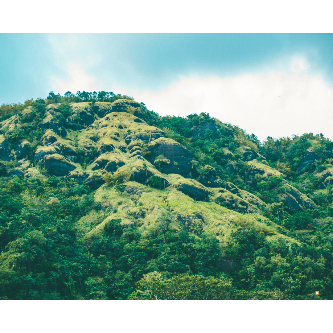 blue mountain jamaican coffee farm mountain top