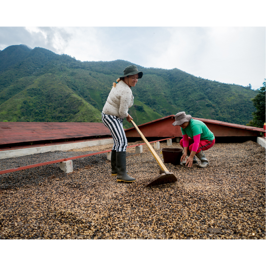 blue mountain jamaican coffee farm processing berries