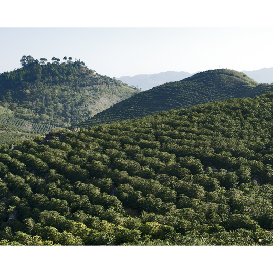 blue mountain jamaican coffee farm valley view