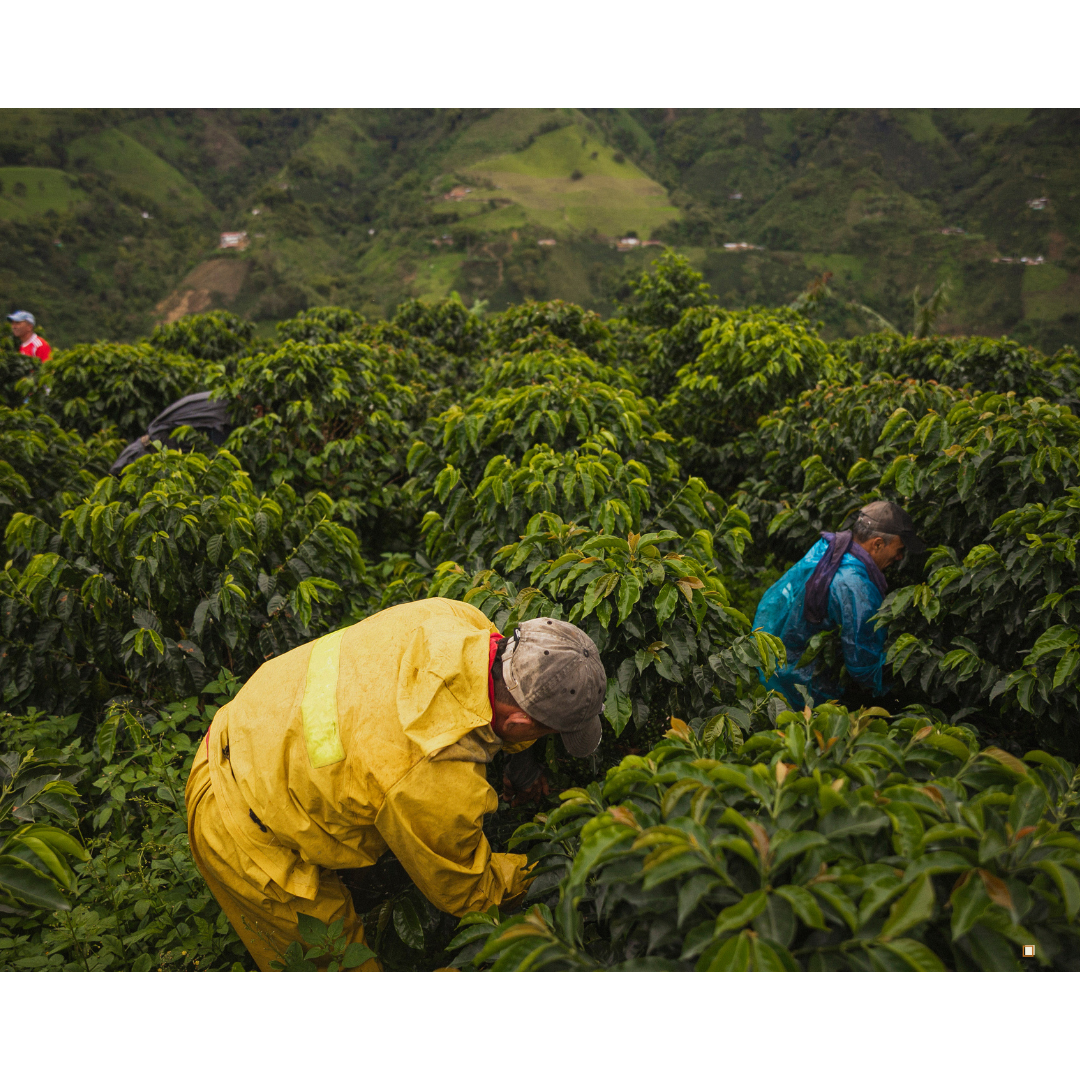 blue mountain jamaican coffee farming workers