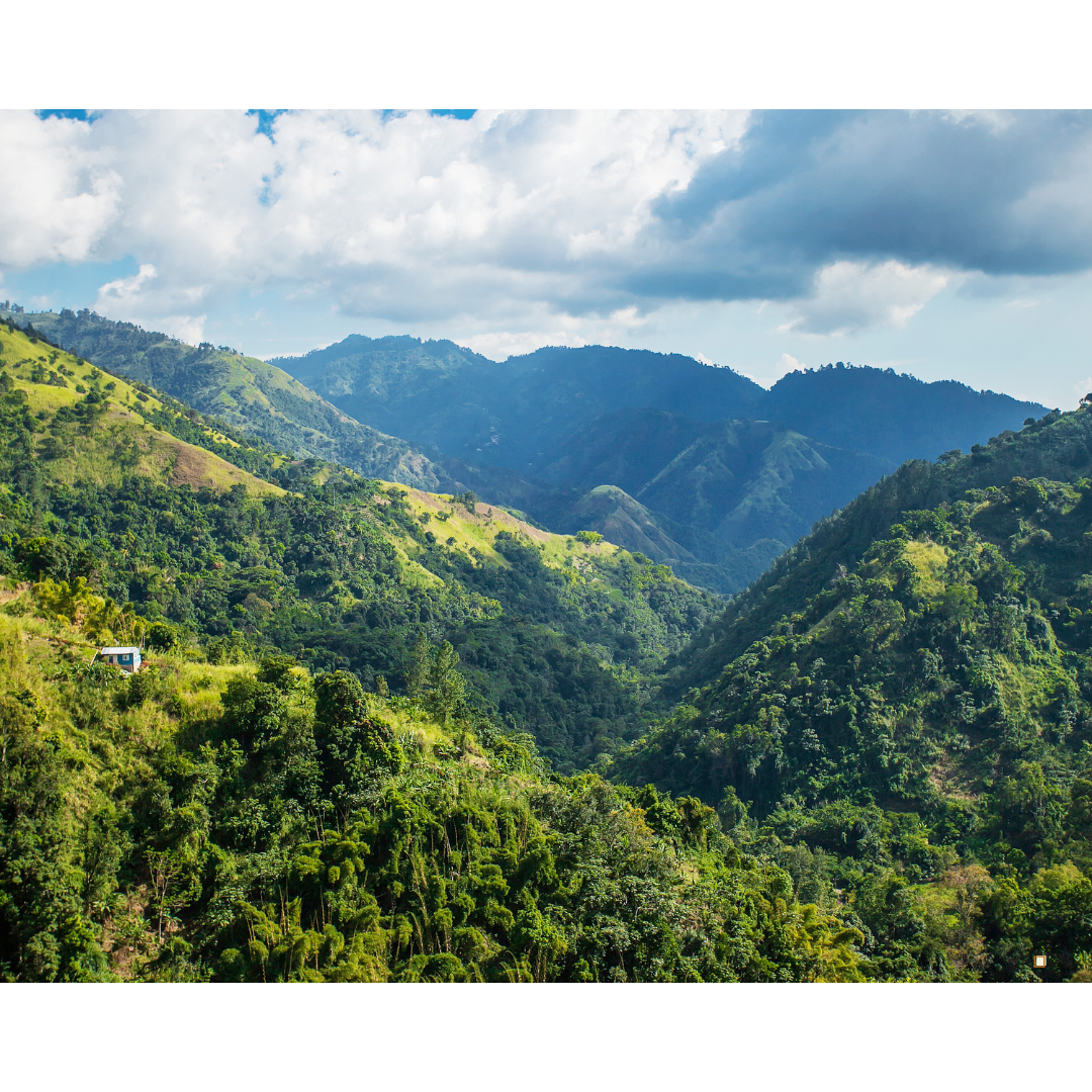 blue mountain jamaican coffee morning mist