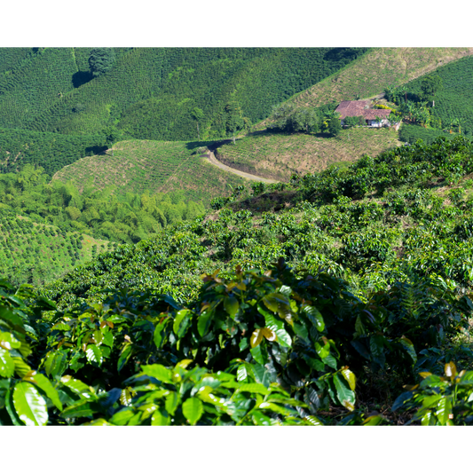 blue mountain jamaican coffee industry