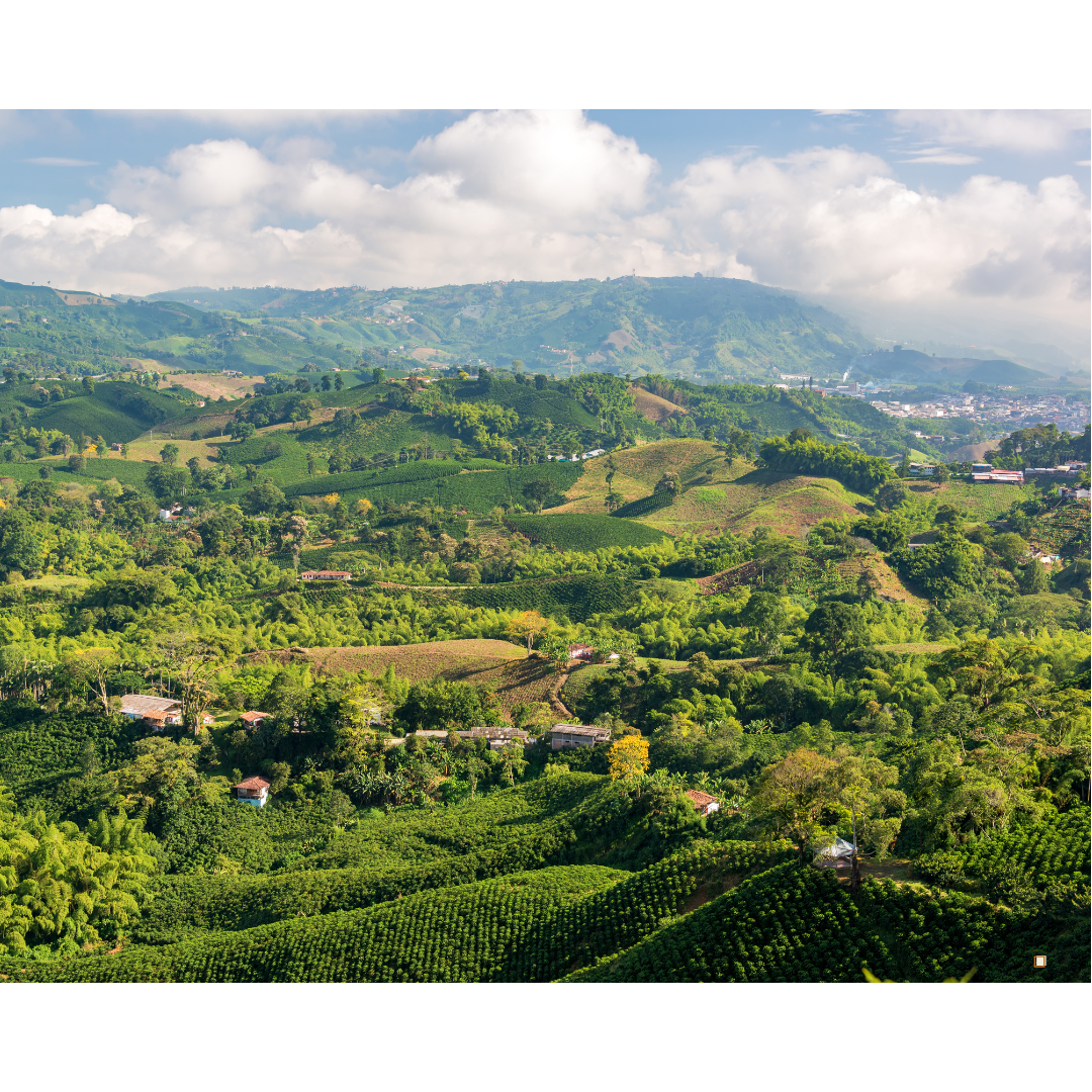 blue mountain jamaican coffee industry