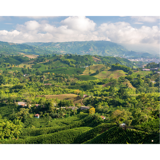 blue mountain jamaican coffee industry