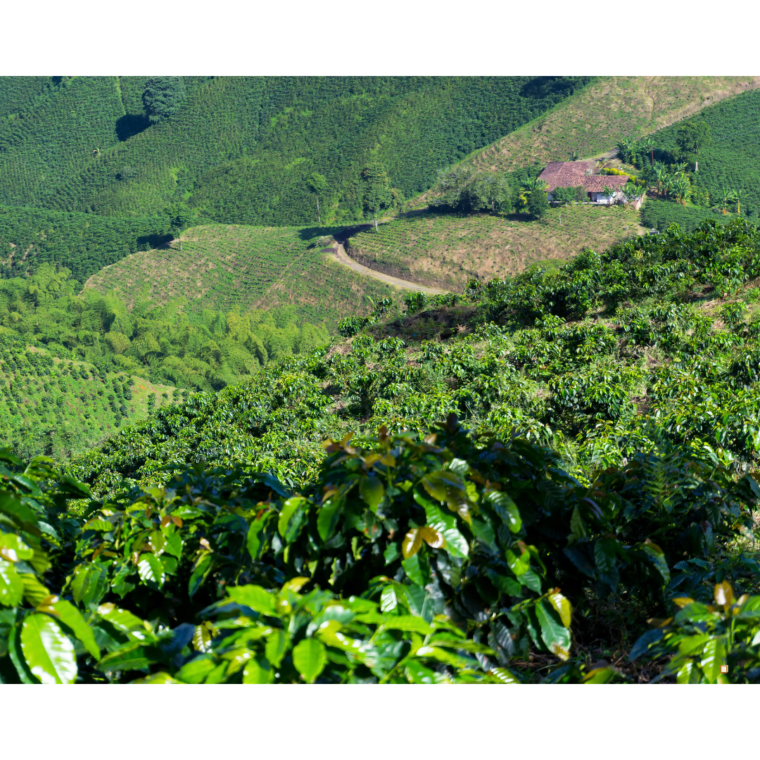 blue mountain jamaican coffee plants on a hillside