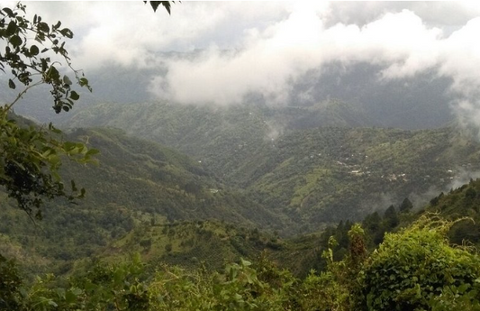 blue mountain jamaican coffee valley view