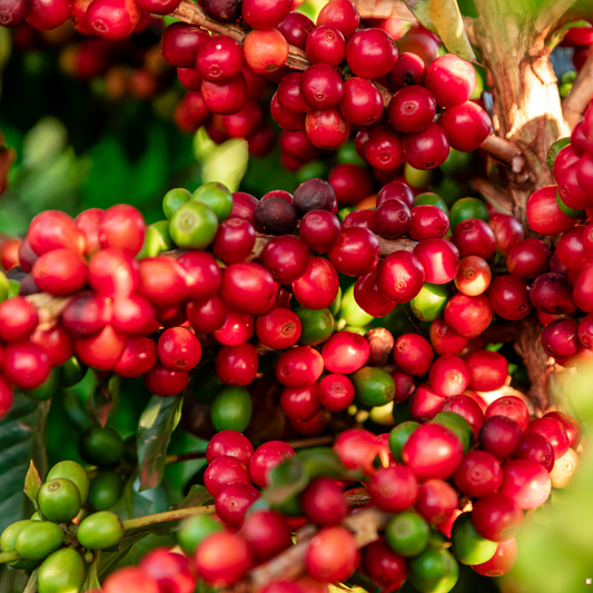 brazilian santos coffee beans on the stem as cherries